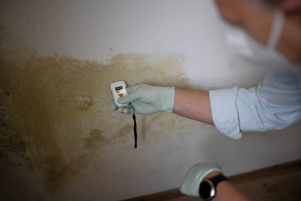 Best Certified Mold Removal  in Mitchellville, MD