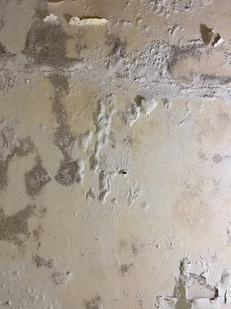 Best Affordable Mold Removal  in Mitchellville, MD
