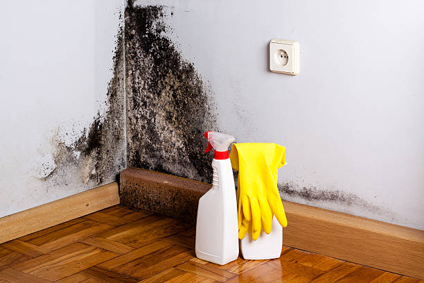 Best Home Mold Removal  in Mitchellville, MD