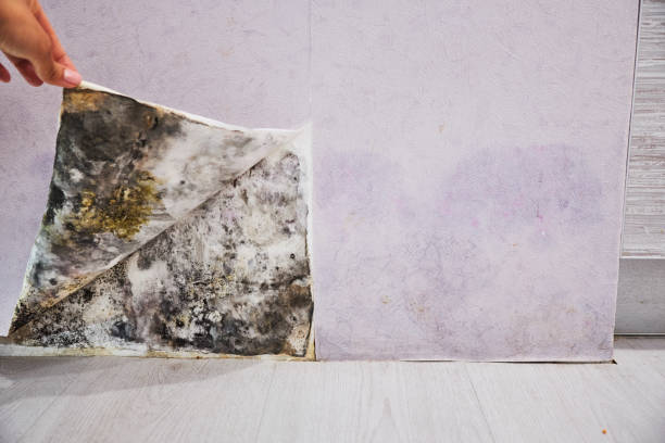Best Mold Inspection  in Mitchellville, MD